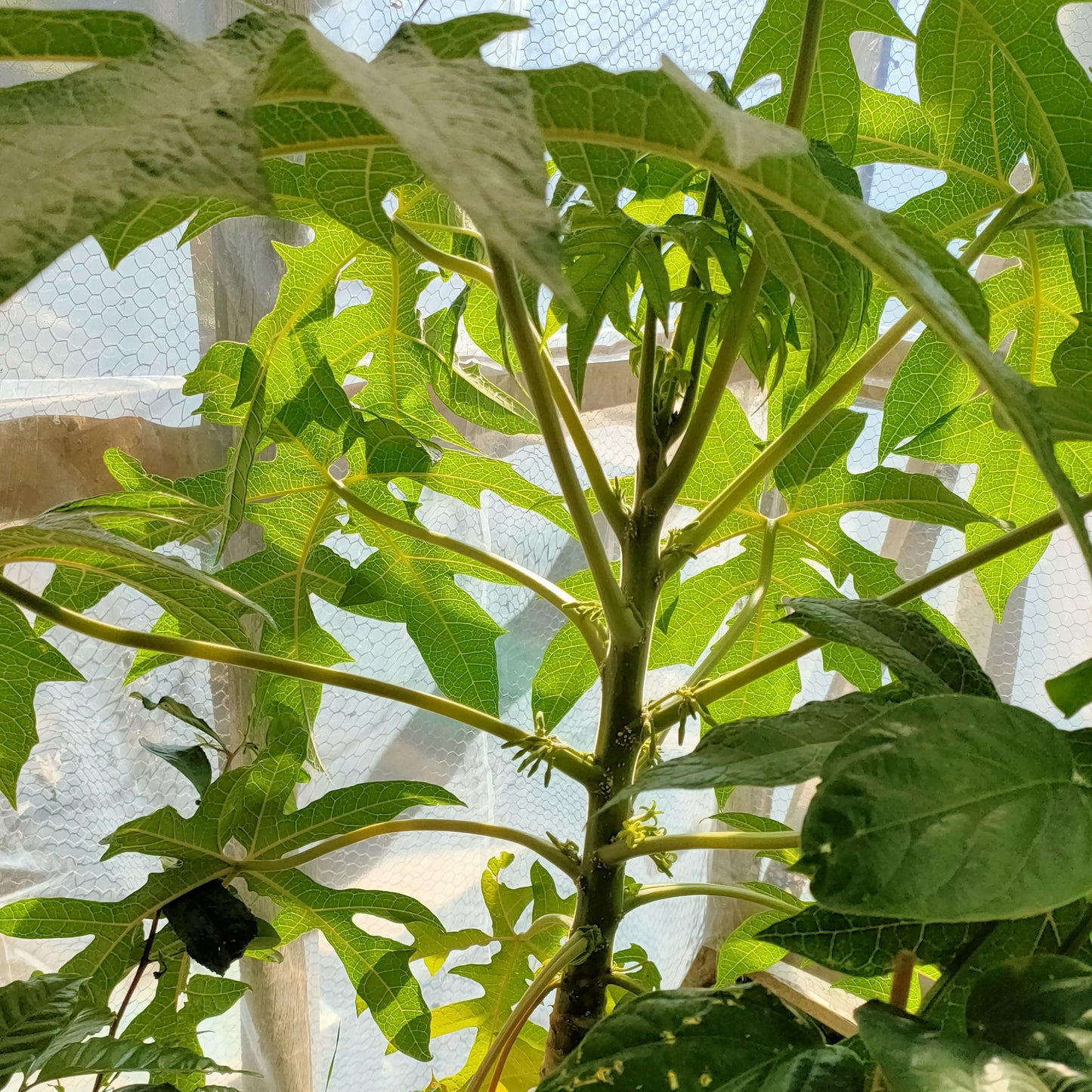 Vasconcellea pubescens (Mountain Papaya) Pikirangi