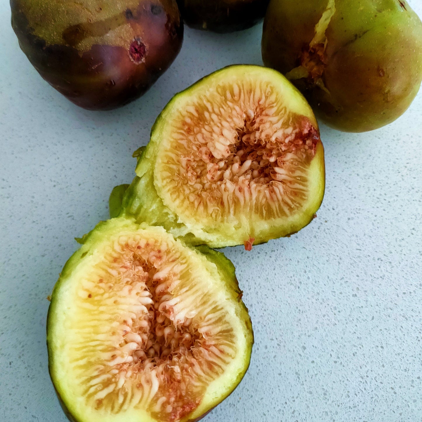 Ficus carica 'French Sugar' (Fig) S003