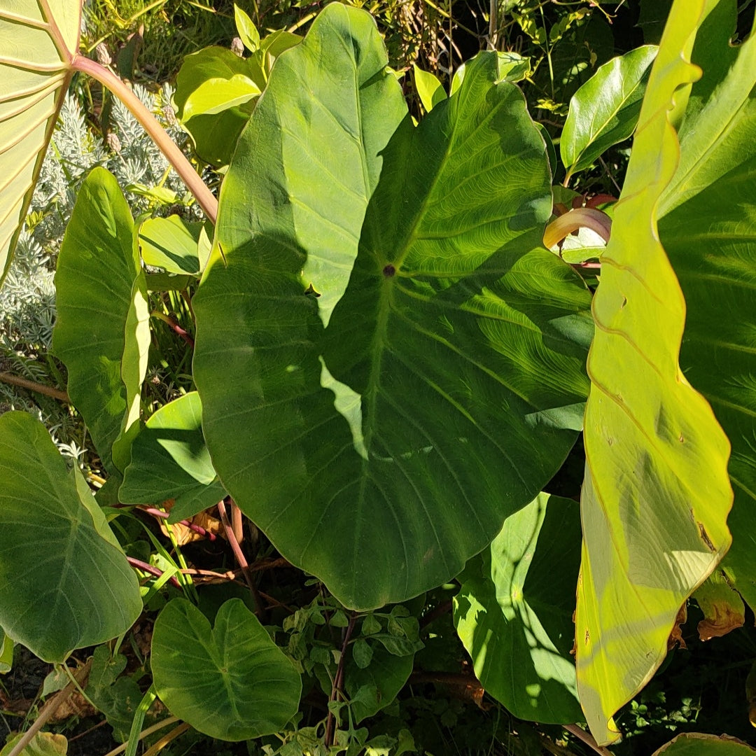 Colocasia esculenta (Taro)