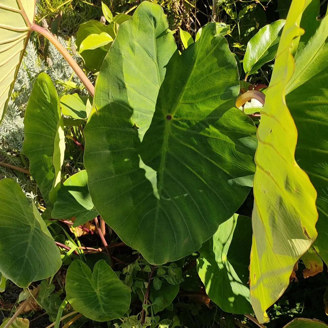 Colocasia esculenta (Taro) Pikirangi