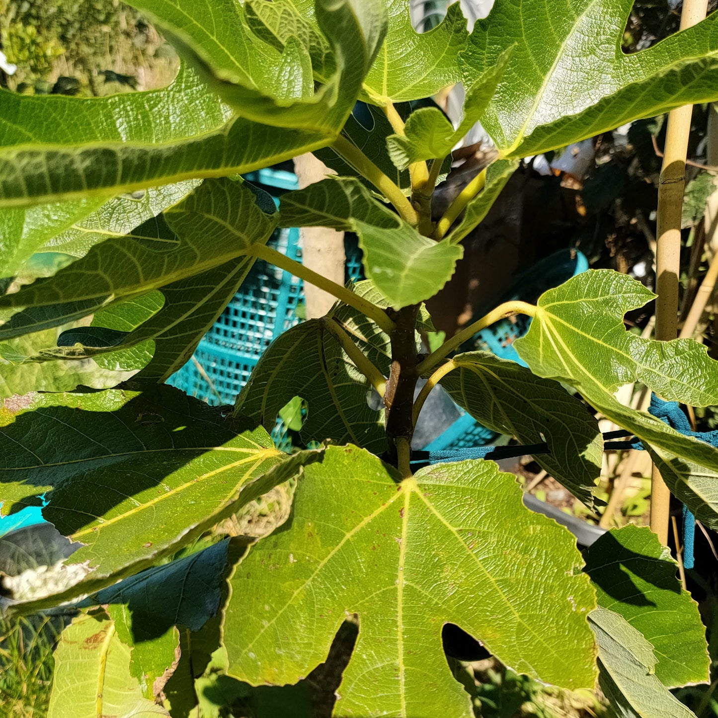 Ficus carica 'Brunoro Black' (Fig) Pikirangi