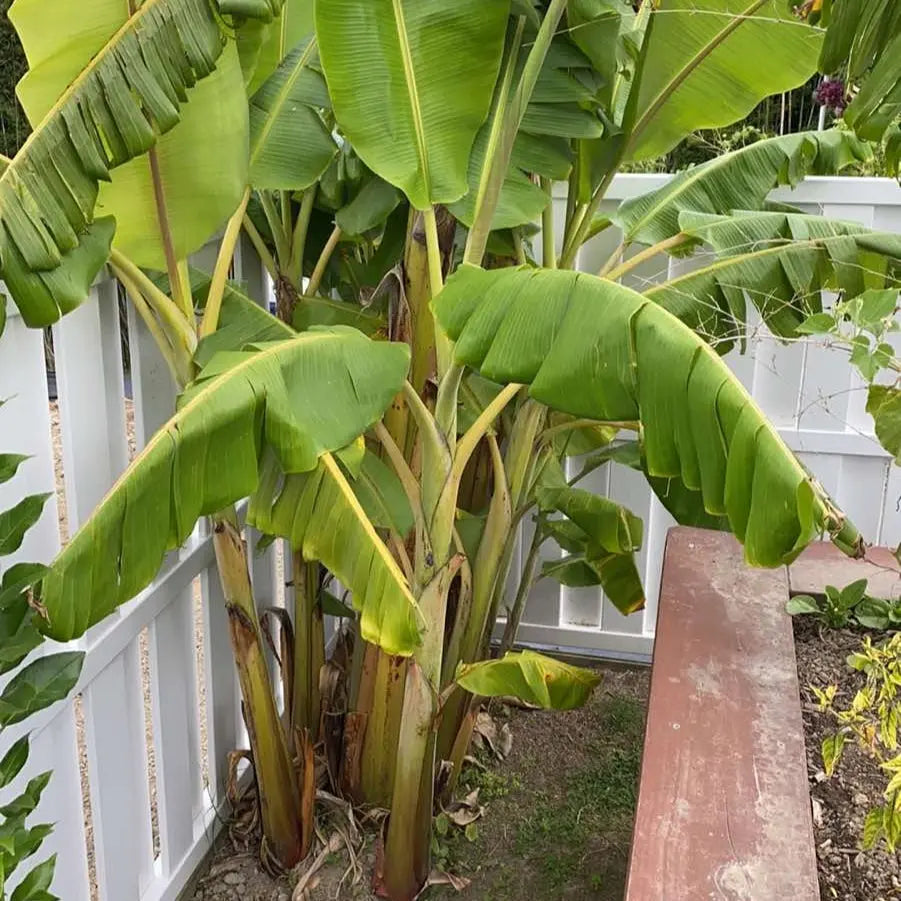 Musa 'Misi Luki' (Ladyfinger Banana) Pikirangi
