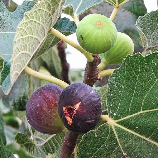 Ficus carica 'Malta' (Fig) Pikirangi
