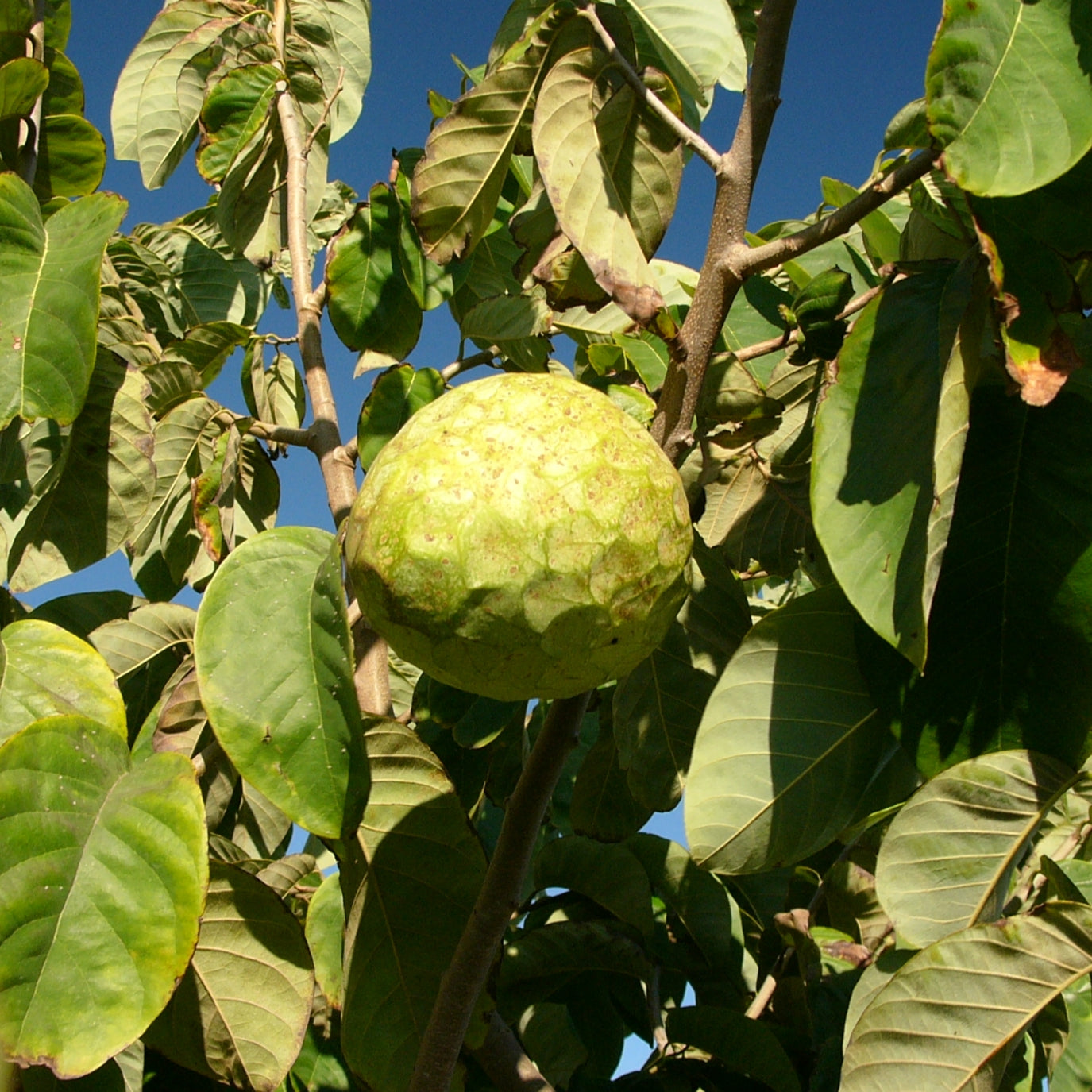 Annona cherimola cherimoya custard apple fruit