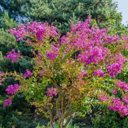 Lagerstroemia indica 'Soir D'ete' (Crepe Myrtle)
