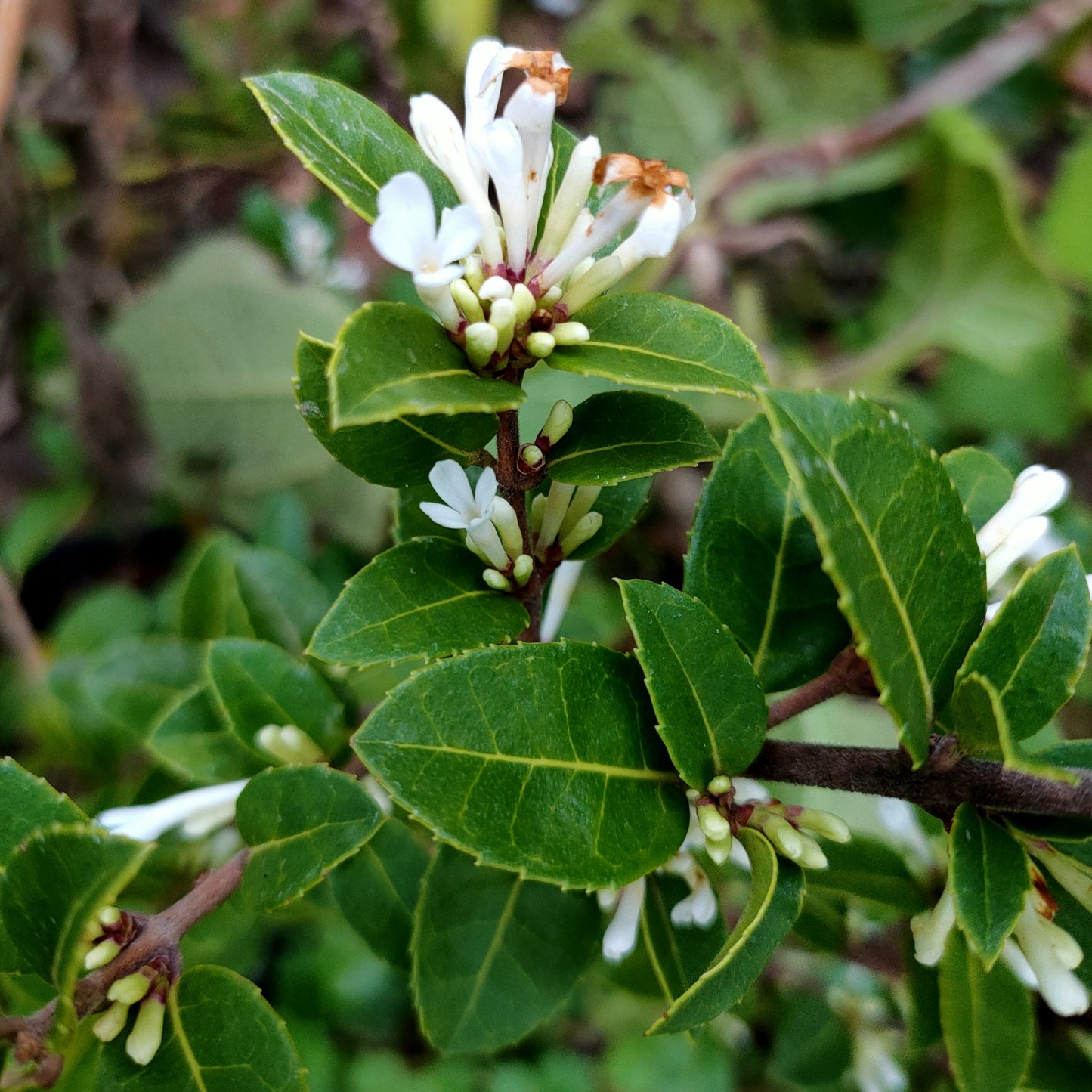 Osmanthus delavayi (Tea Olive) Pikirangi