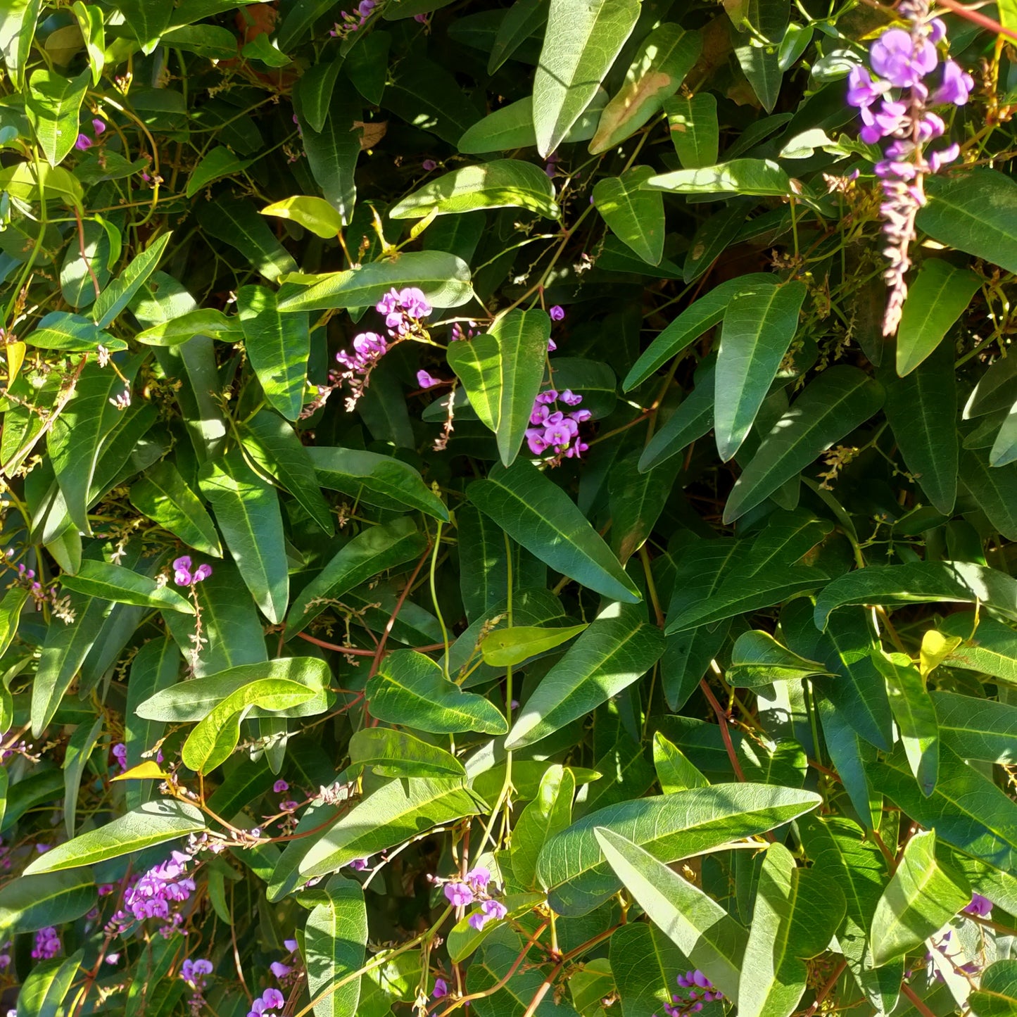 Hardenbergia violacea
