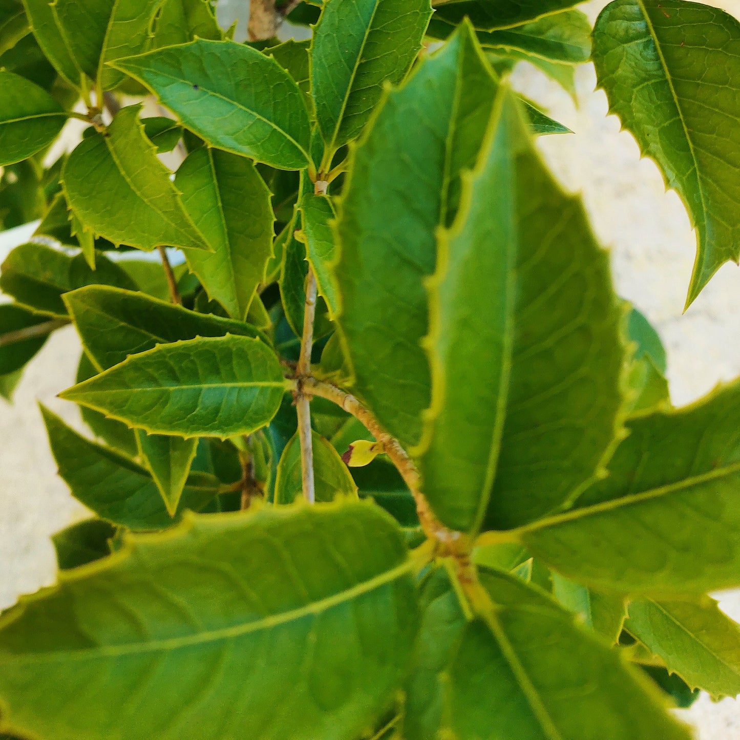 Osmanthus heterophyllus (False Holly) Pikirangi