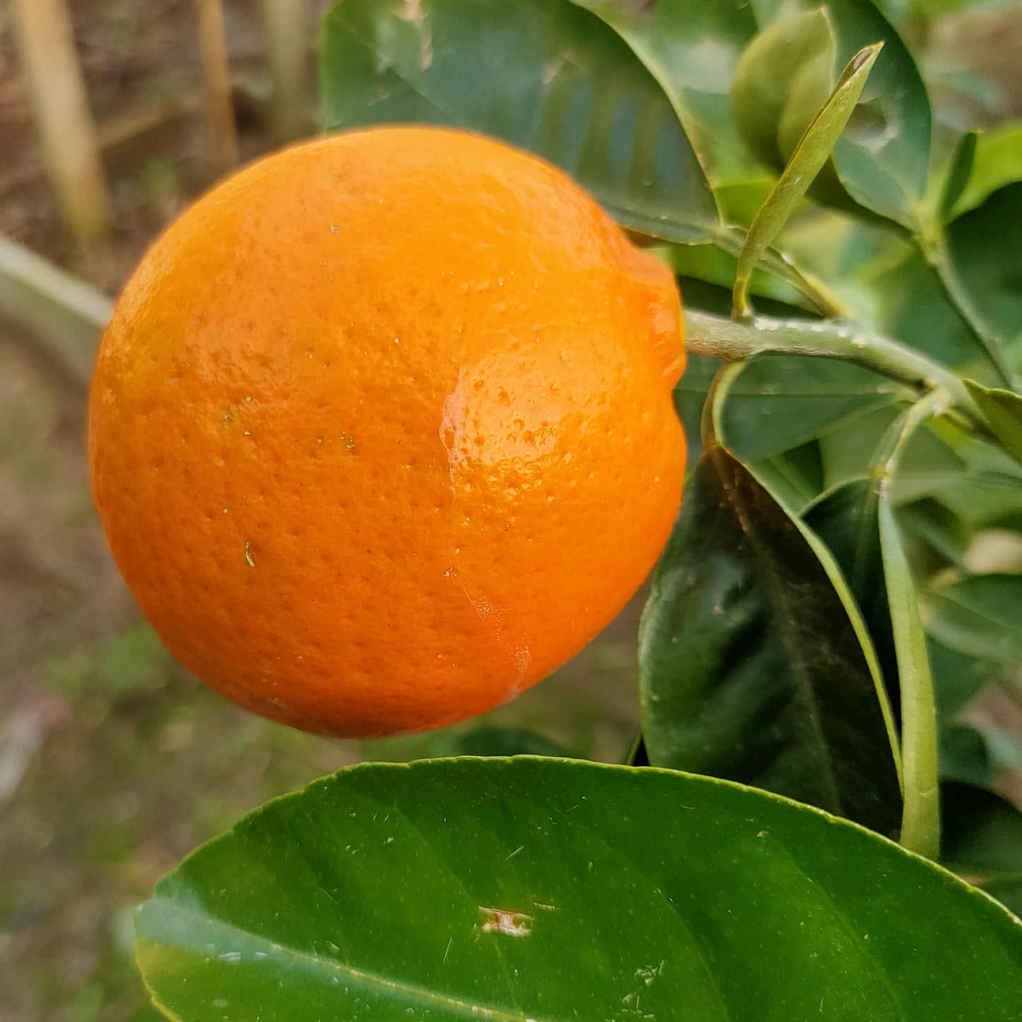 Citrus Γ tangelo 'Seminole' (Tangelo)