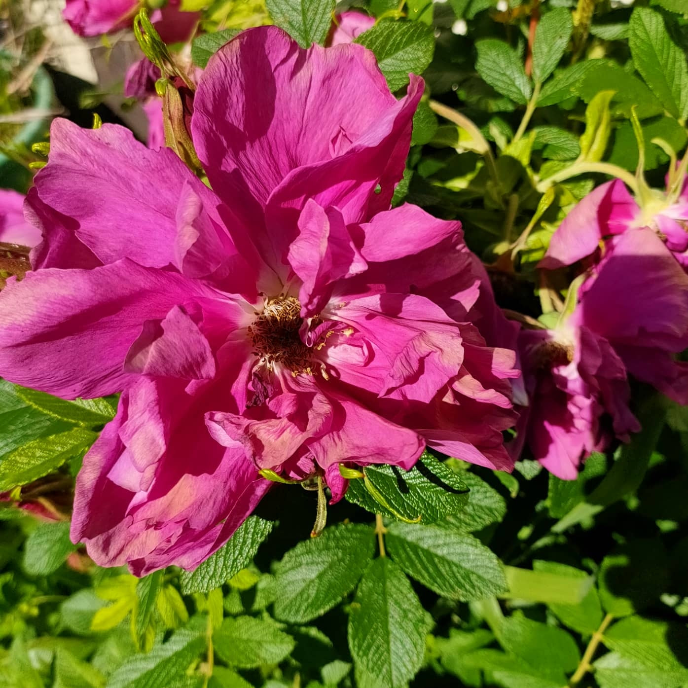 Rosa rugosa 'Roseraie de l'Hay' (Beach Rose)