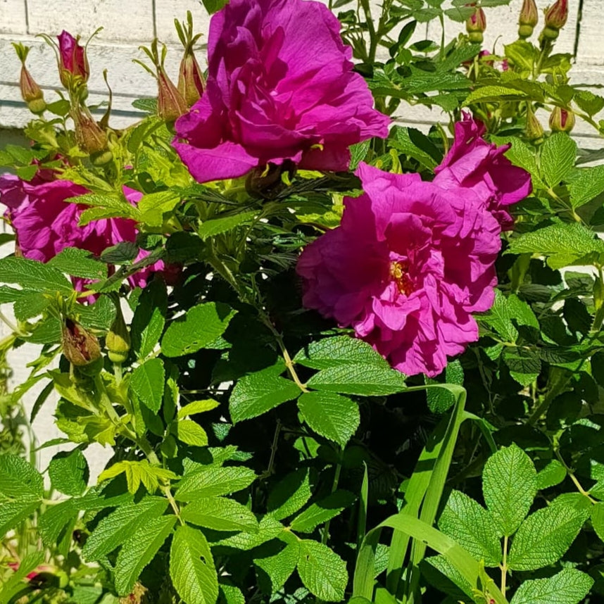 Rosa rugosa 'Roseraie de l'Hay' (Beach Rose)