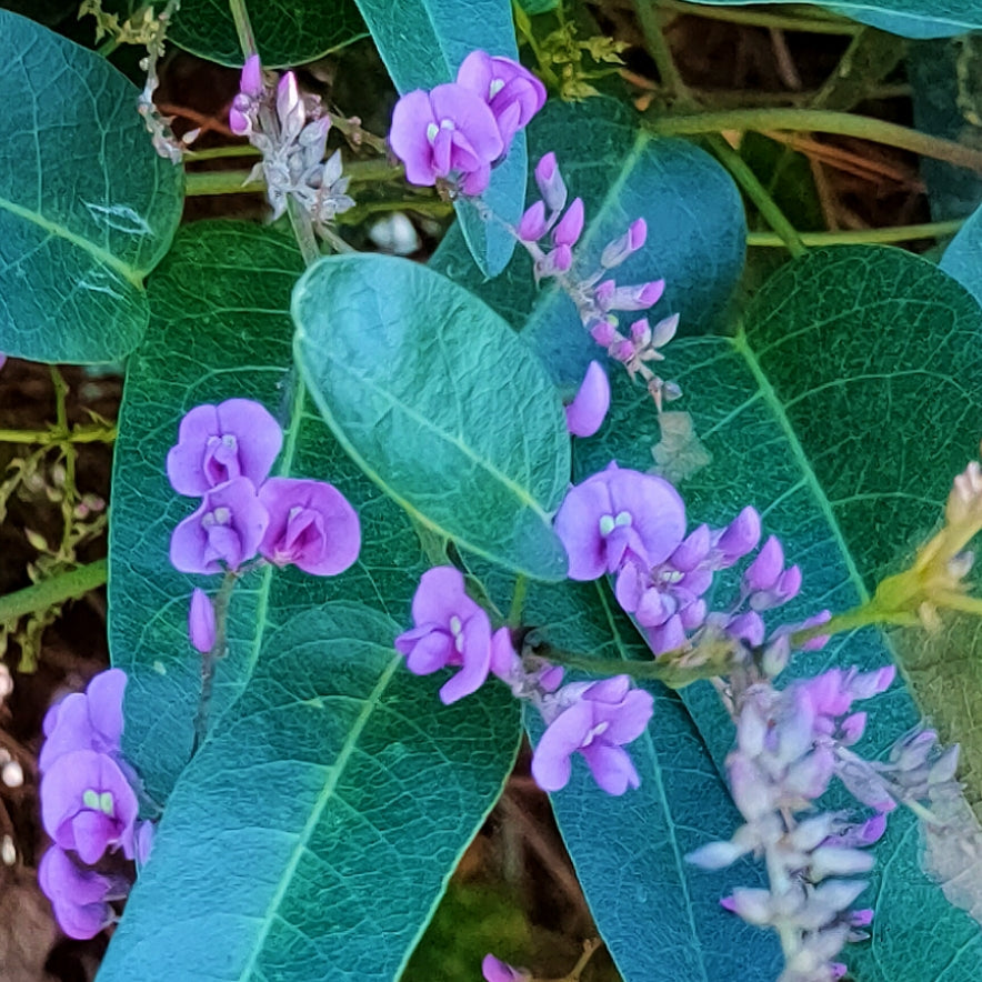 Hardenbergia violacea Pikirangi