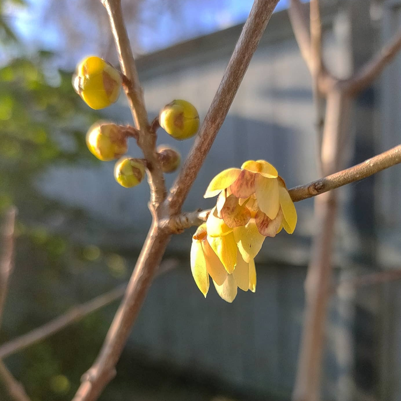 Chimonanthus praecox (Wintersweet) pikirangi.nz