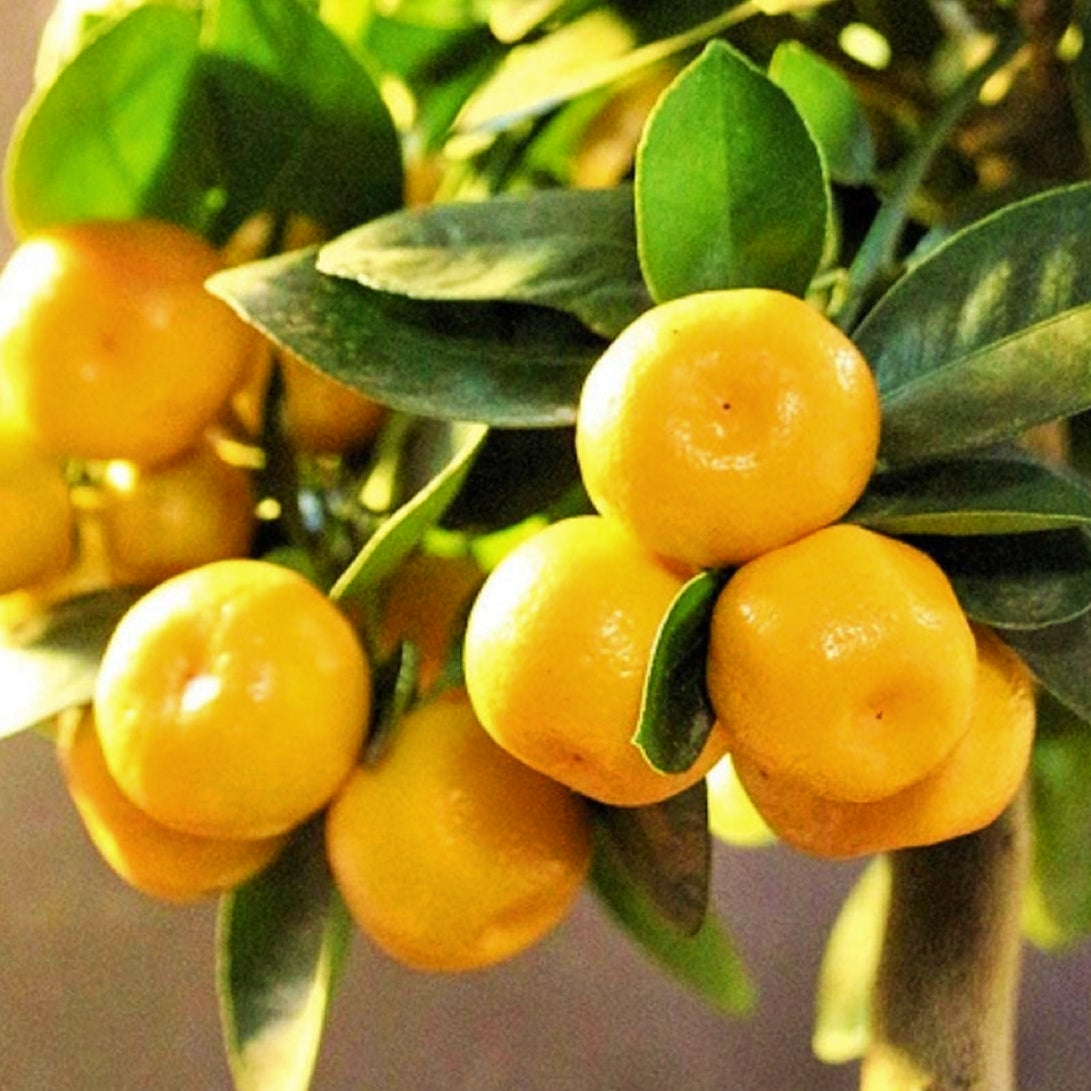 Citrus x microcarpa (Calamansi, Calamondin) Dwarf Pikirangi