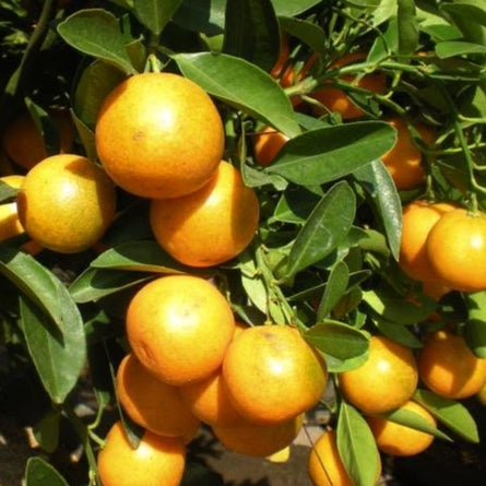 Citrus japonica (Kumquat, Round Kumquat)