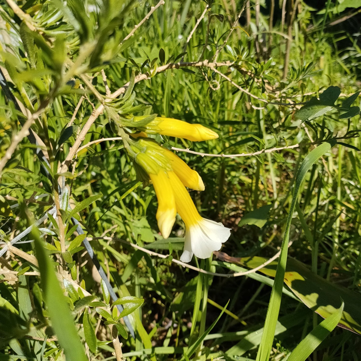 Cantua buxifolia 'Alba' (Flower of the Incas) Pikirangi