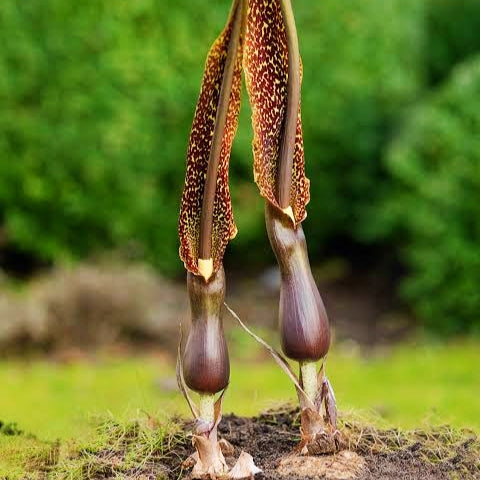 Sauromatum venosum (Voodoo Lily)