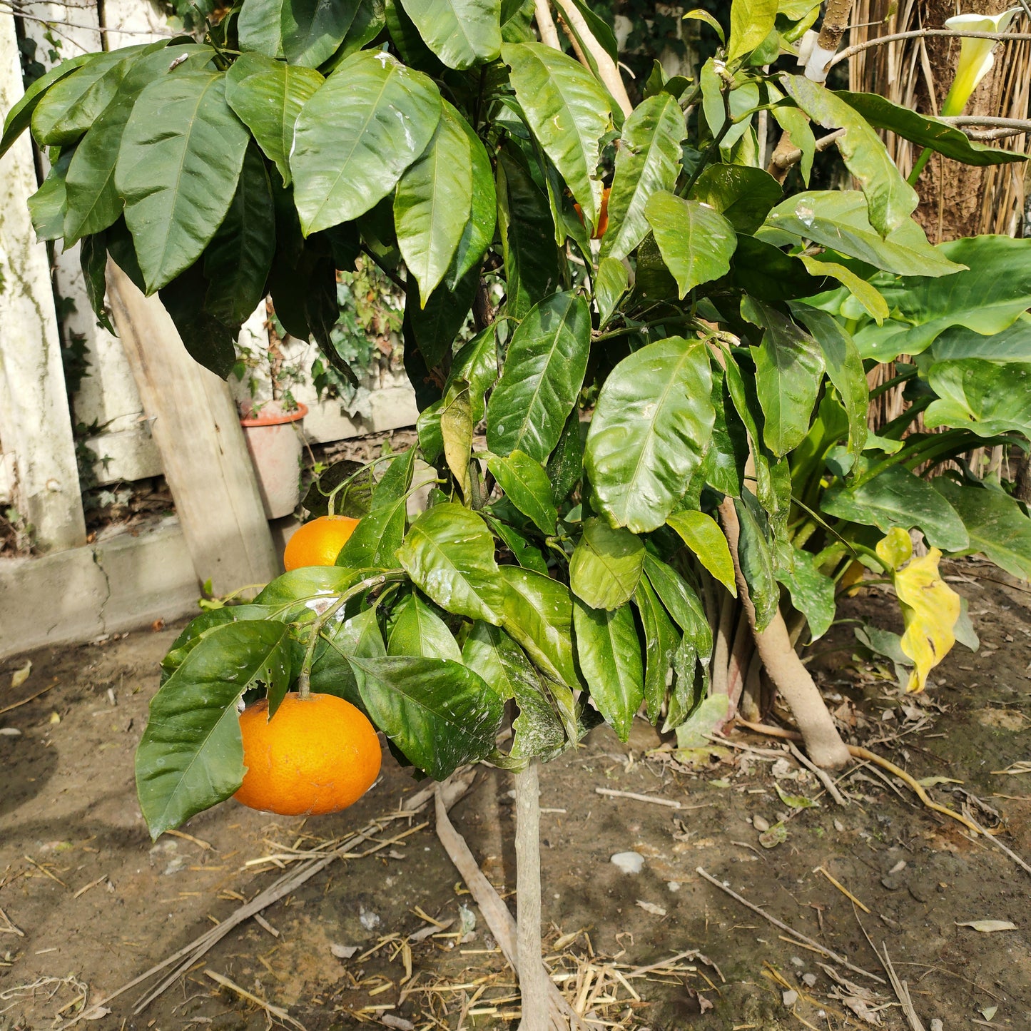 Citrus reticulata 'Miho' (Mandarin)