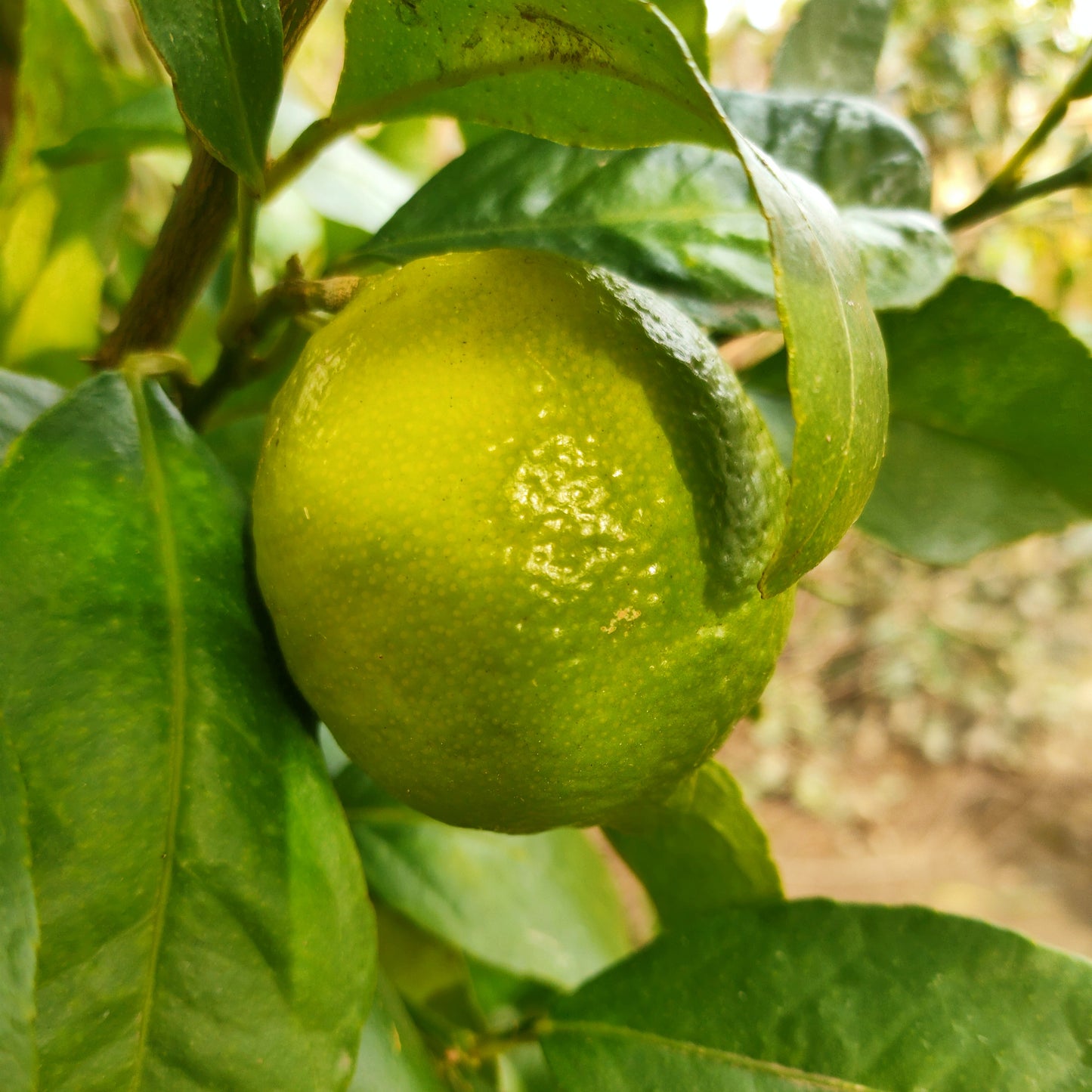 Citrus Γ latifolia (Tahitian Lime)