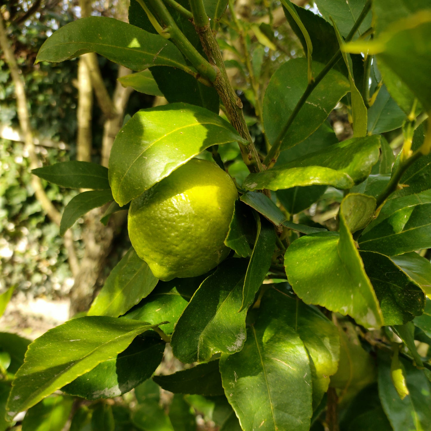 Citrus Γ latifolia (Tahitian Lime)