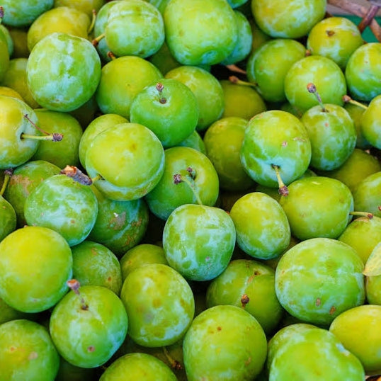 Prunus domestica 'Greengage' (Plum) Pikirangi