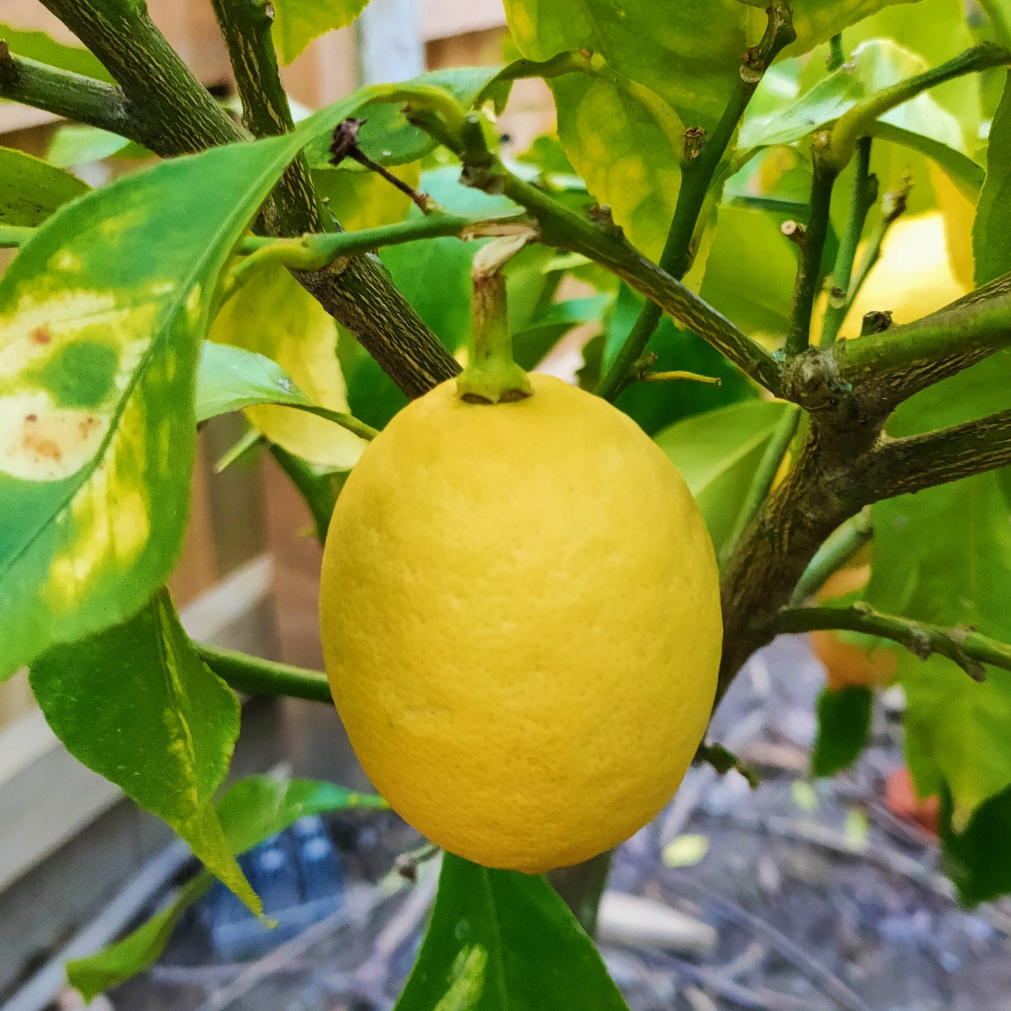Citrus limon 'Yen Ben' (Lemon)