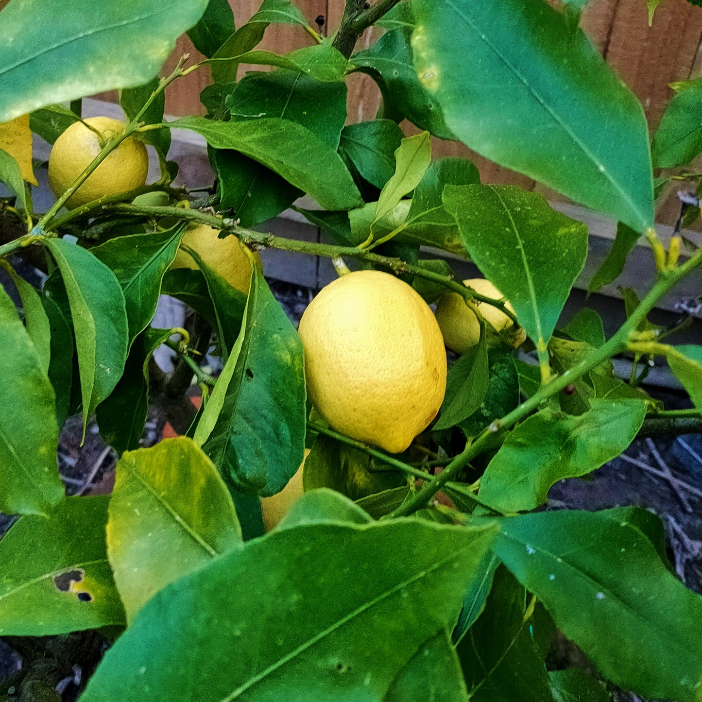 Citrus limon 'Yen Ben' (Lemon)