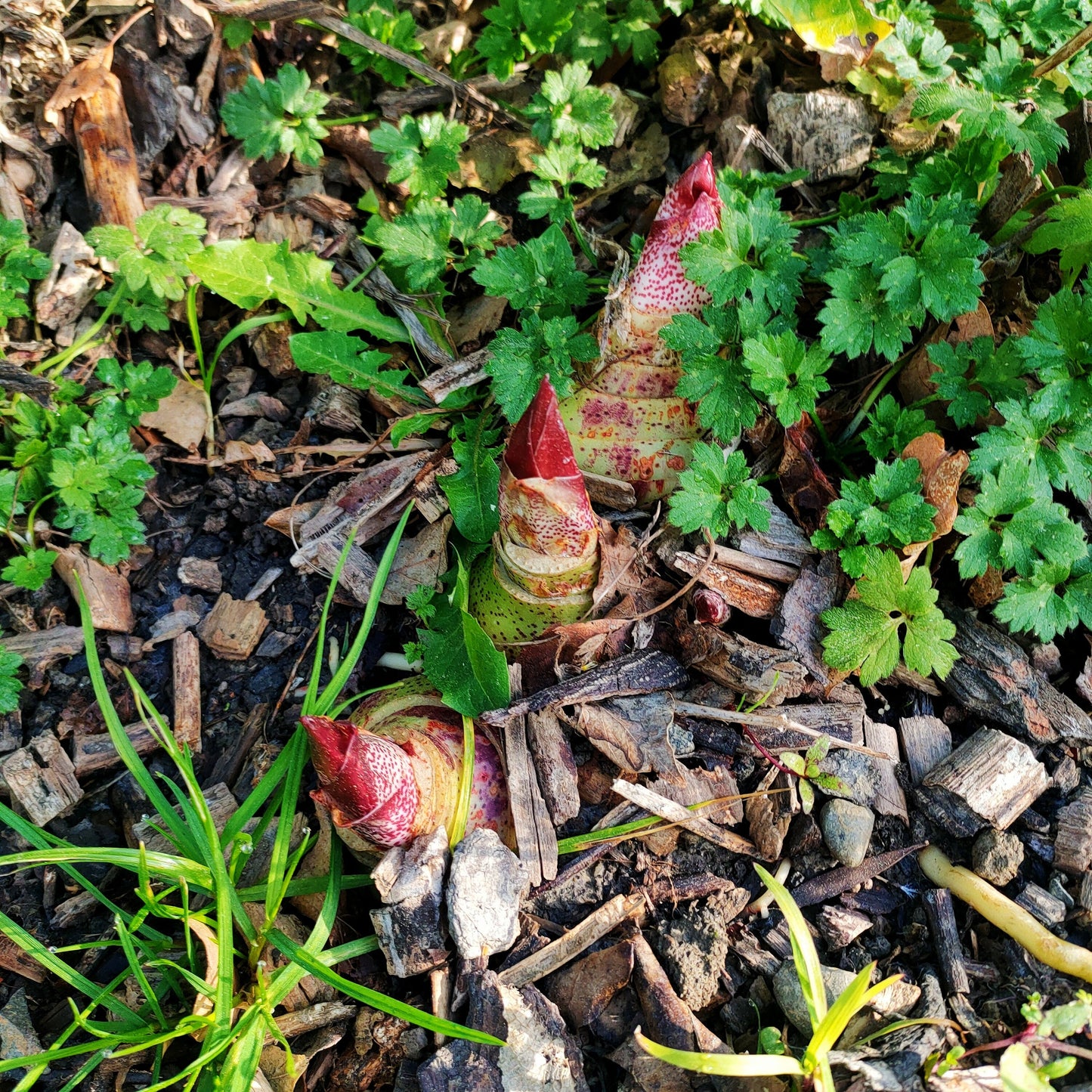 Scadoxus puniceus (Paintbrush Lily) Pikirangi