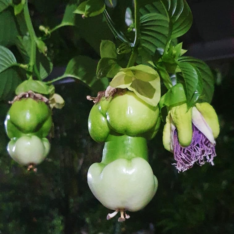 Passiflora quadrangularis (Giant Granadilla) Pikirangi