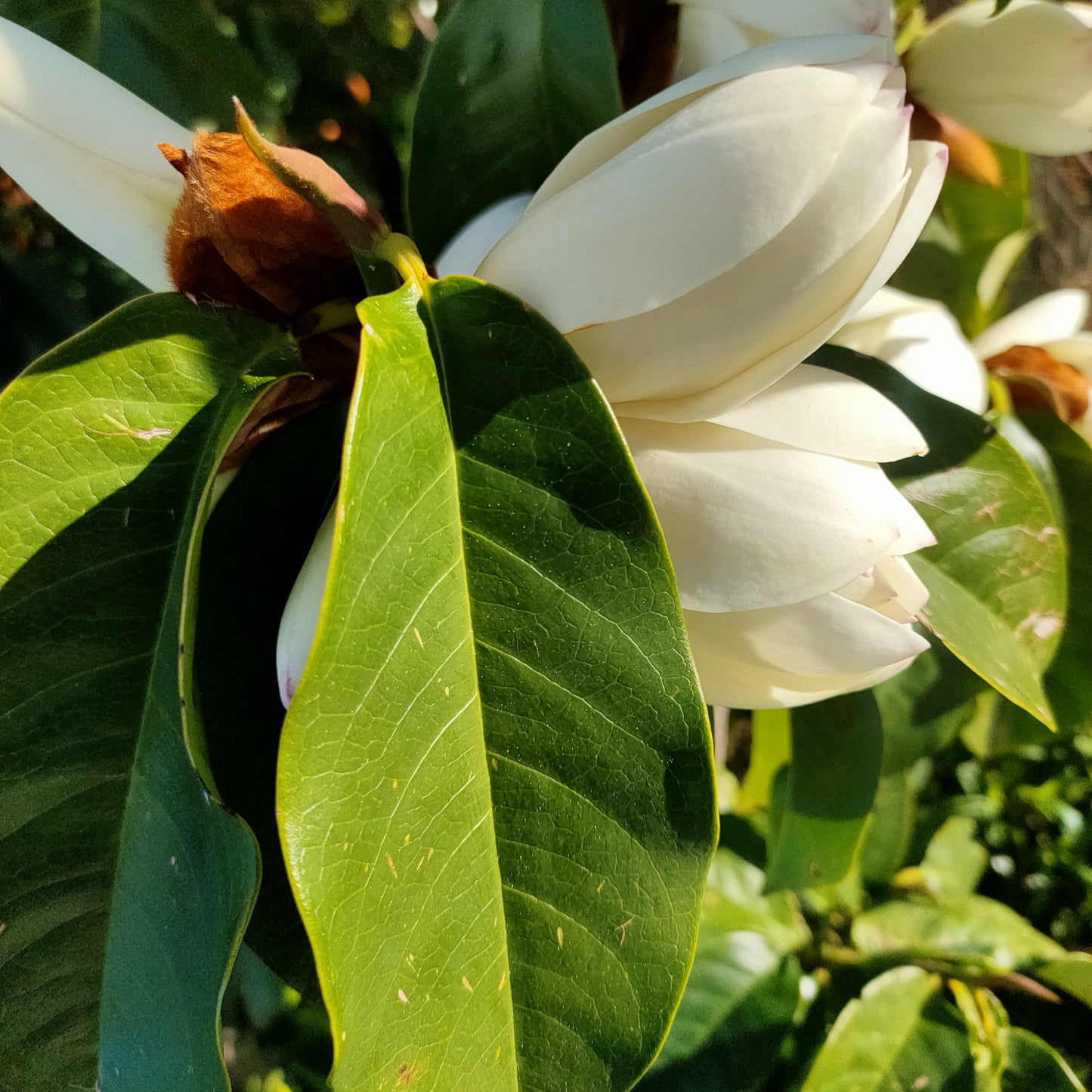 Magnolia 'Touch of Pink'