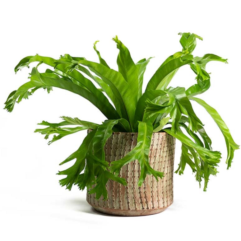 Asplenium Crissie (Bird's Nest Fern) S001