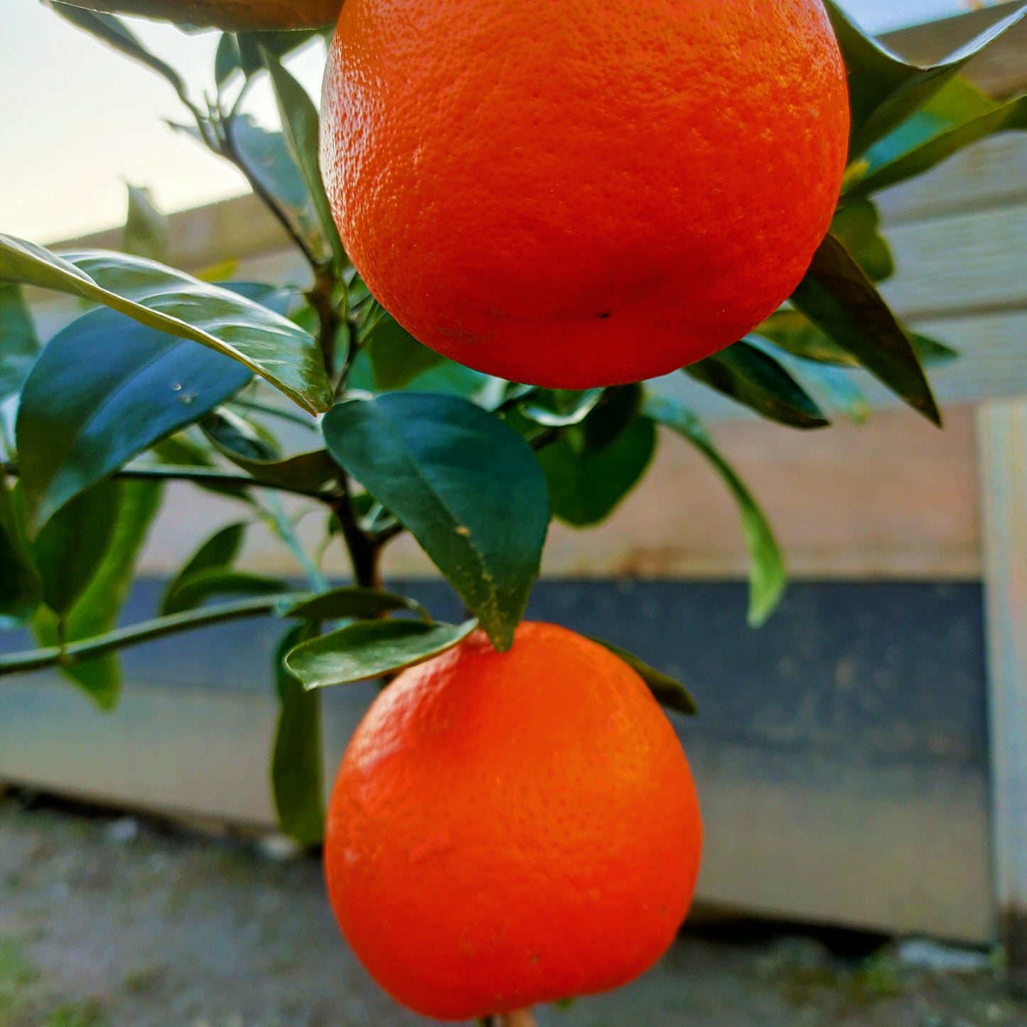 Citrus Γ tangelo 'Seminole' (Tangelo)