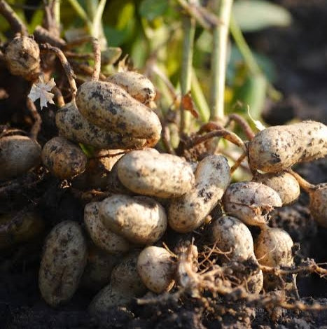 Arachis hypogaea (Peanut, Groundnut) Pikirangi