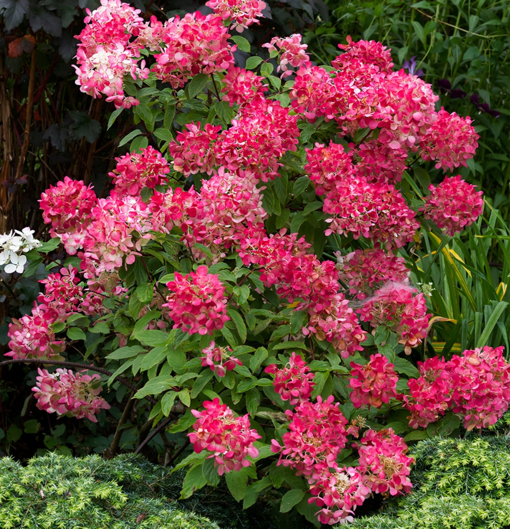 Hydrangea paniculata 'Diamond Rouge' Pikirangi