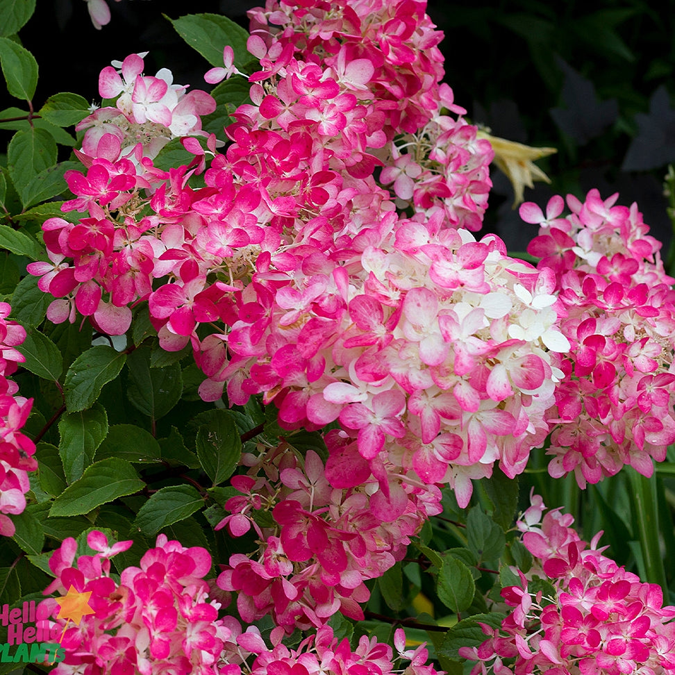 Hydrangea paniculata 'Diamond Rouge'