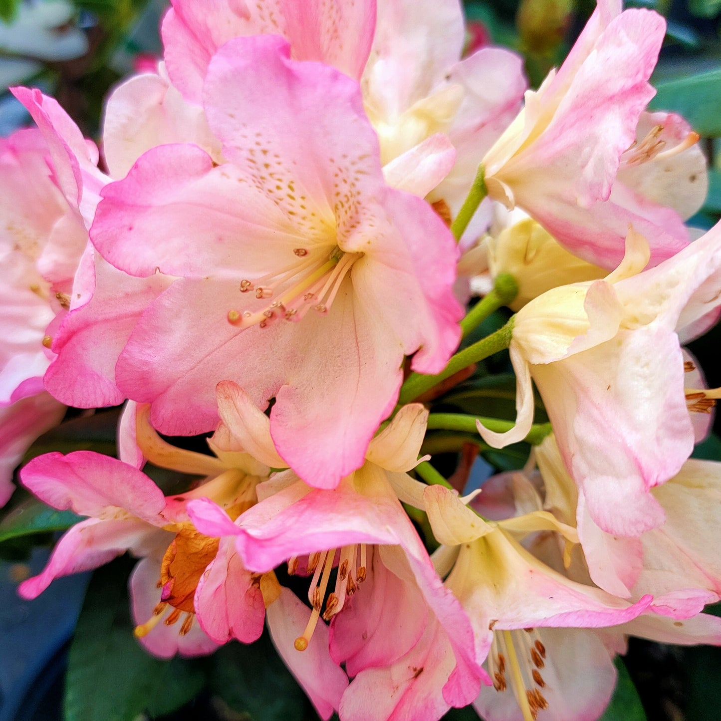 Rhododendron 'Percy Wiseman'