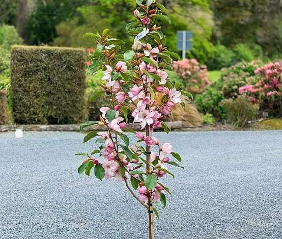 Magnolia 'Paton Pink' S007