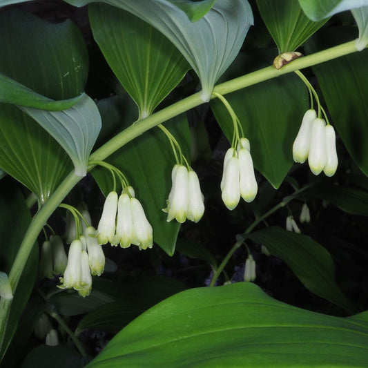 Polygonatum multiflorum (Solomon's Seal)