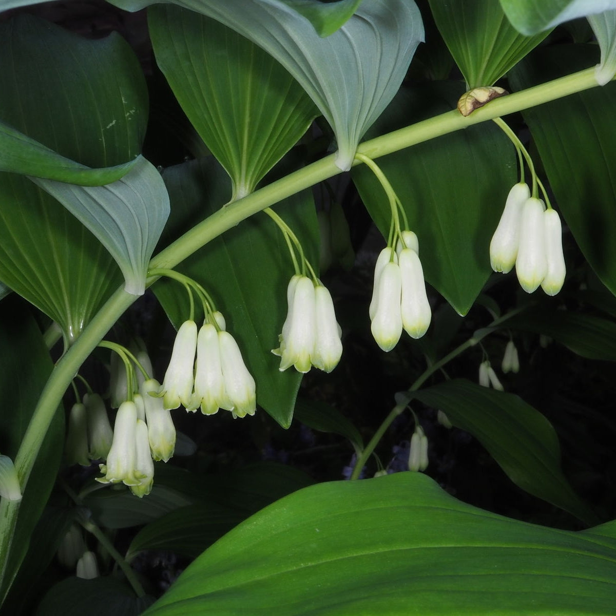 Polygonatum multiflorum (Solomon's Seal) Pikirangi