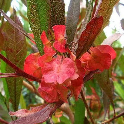 Dodonaea viscosa var. purpurea
(Purple Ake Ake)