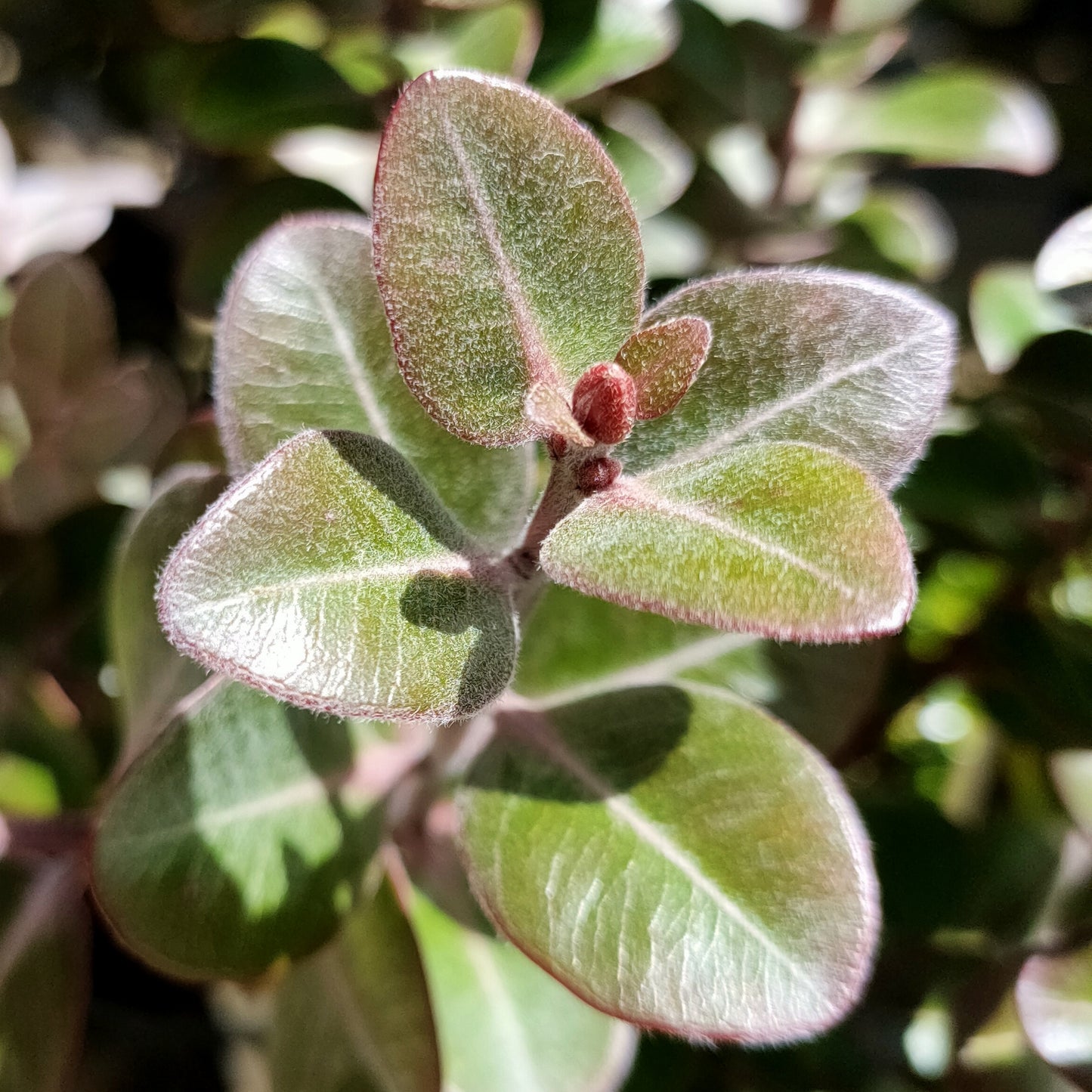 Metrosideros kermadecensis 'Tahiti' (Dwarf Pohutukawa)