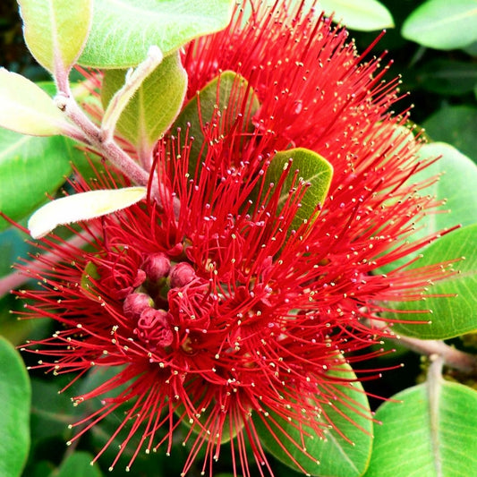 Metrosideros collina 'Tahiti' (Pacific RΔtΔ)
