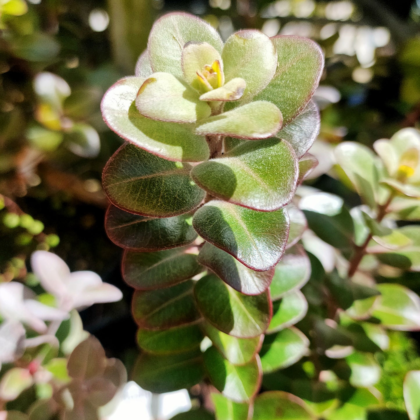 Metrosideros kermadecensis 'Tahiti' (Dwarf Pohutukawa)