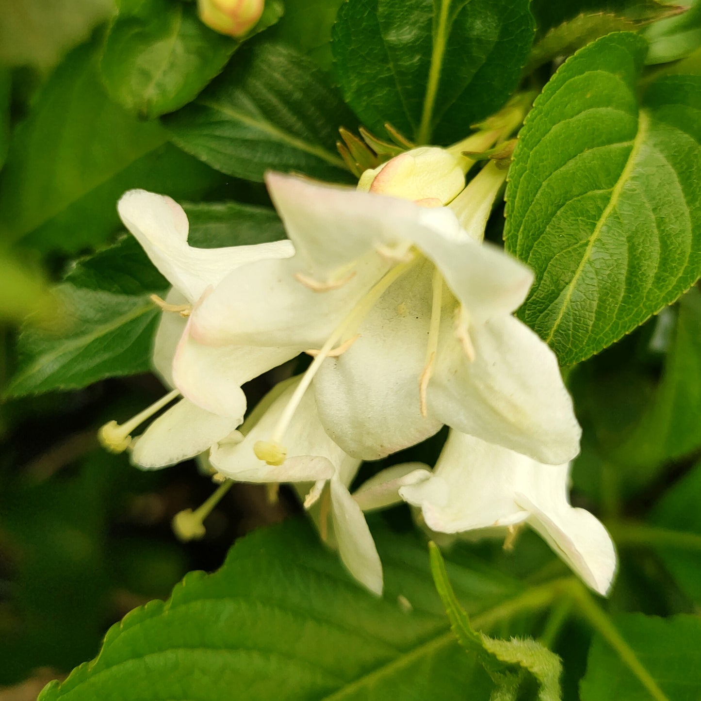 Weigela florida f. alba 'Snowflake' (White Apple Blossom)
