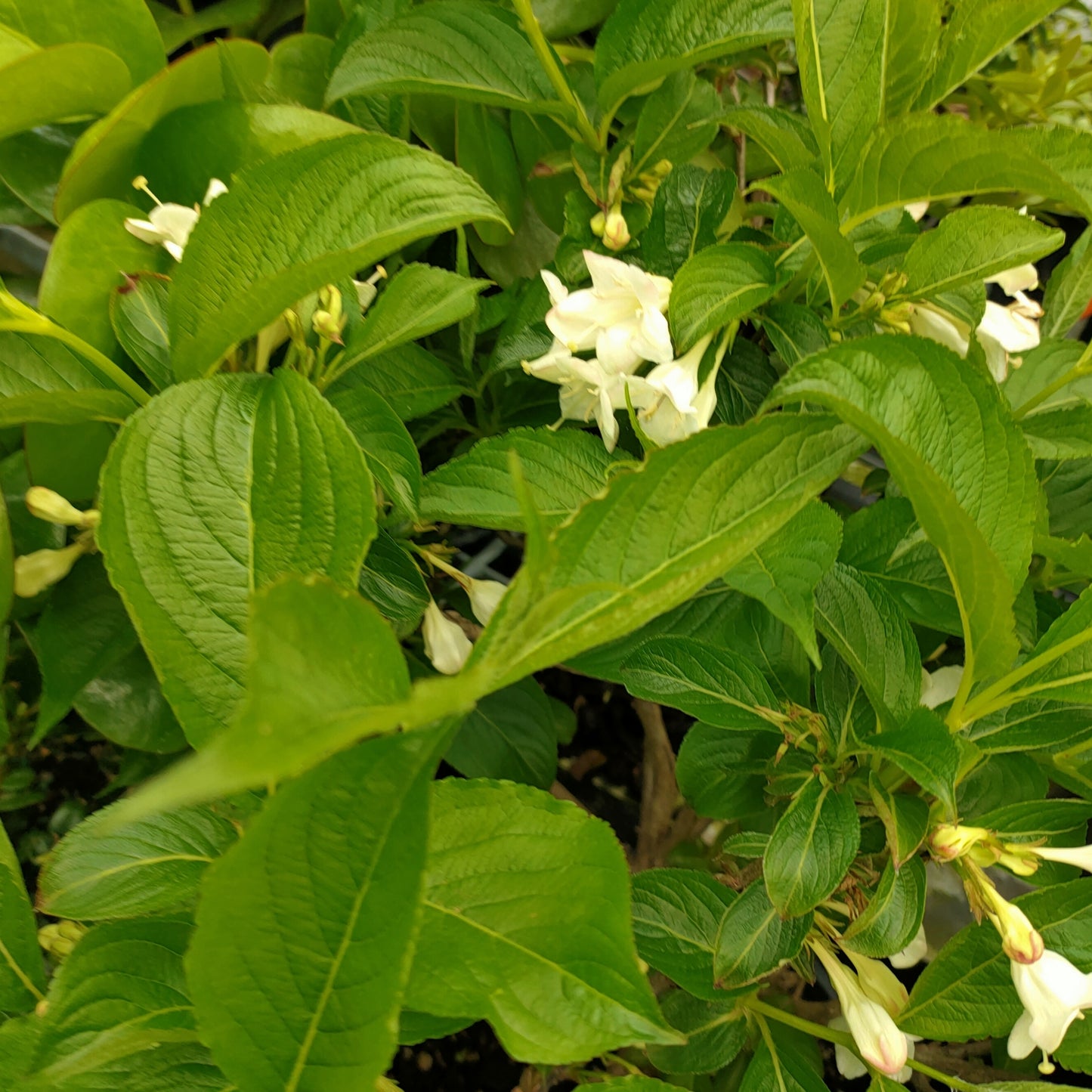 Weigela florida f. alba 'Snowflake' (White Apple Blossom)