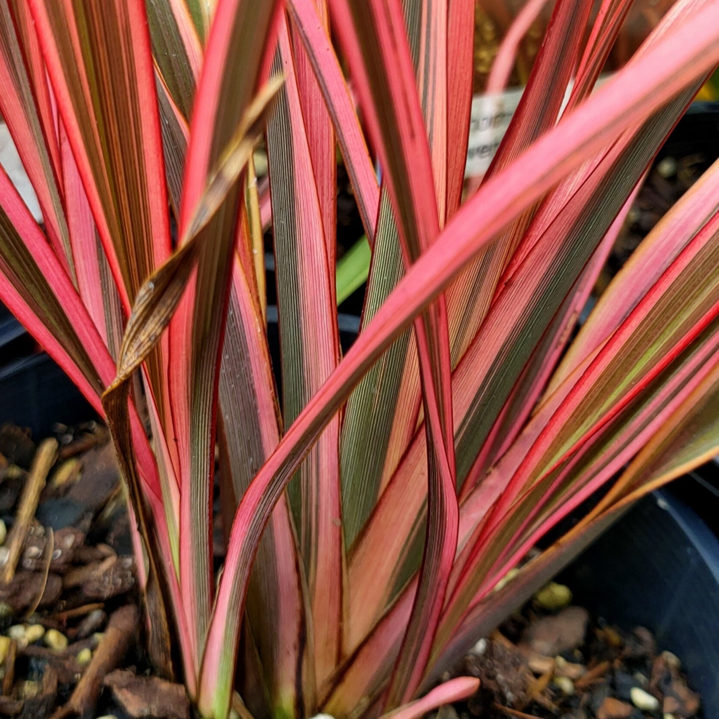 Phormium colensoi 'Sundowner'Β (Wharariki, Flax)
