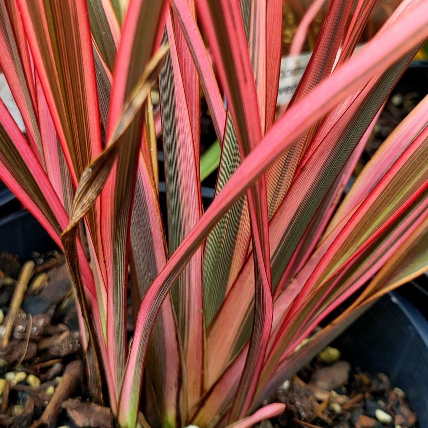 Phormium colensoi 'Sundowner' (Wharariki, Flax) S001