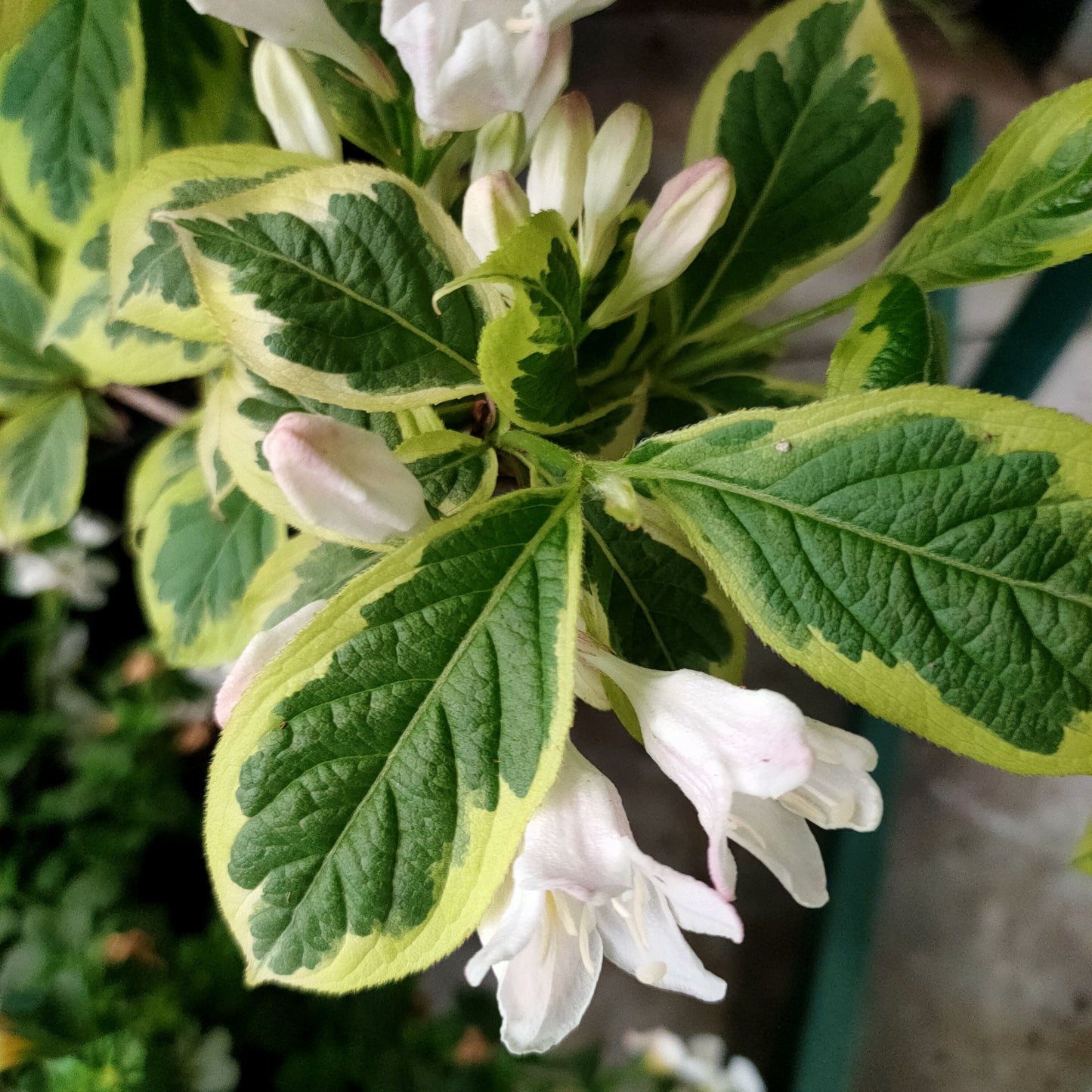 Weigela florida f. alba 'Variegata' S003