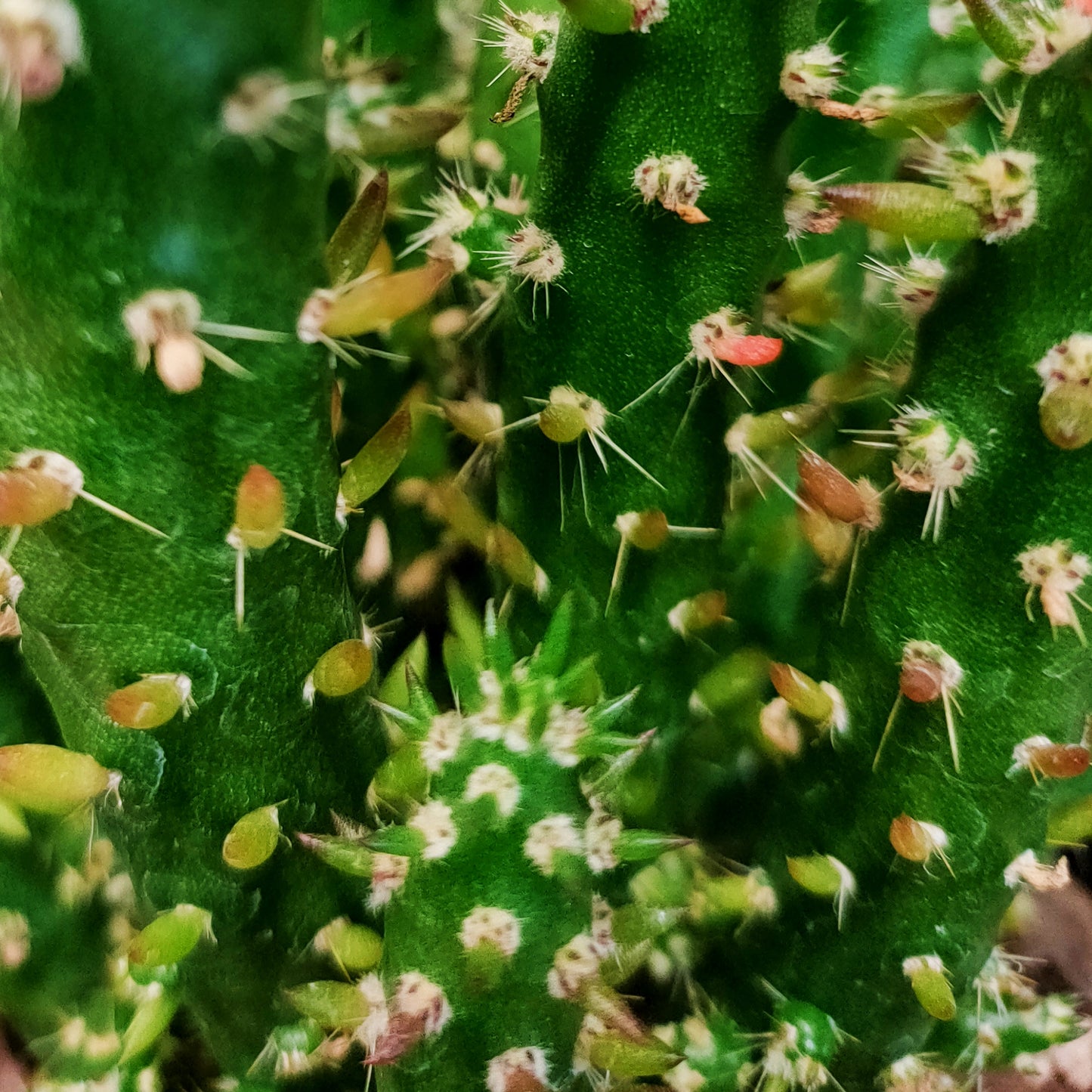 Opuntia monacantha (Drooping Prickly Pear)