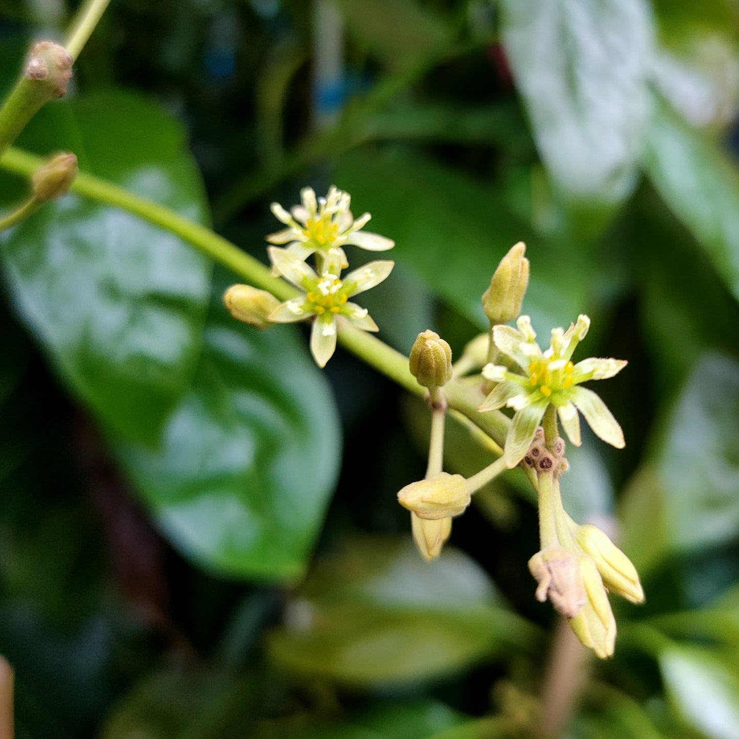 Persea americana 'Cleopatra' (Avocado)